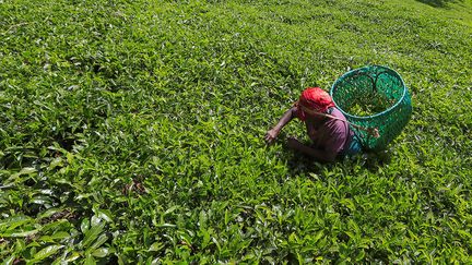 Au Kenya, trois millions de familles dépendent de l’industrie du thé. Selon le TRI, le thé pourpre pourrait générer trois à quatre fois les revenus du thé noir ordinaire. "La stratégie n'est pas d'augmenter le rendement des productions, mais bien le prix de vente, en proposant des thés à forte valeur économique. Cet objectif tient non seulement dans la rareté de ce thé et la demande croissante des consommateurs en thés supposés bénéfiques pour la santé, dans l'espoir d’ouvrir un marché dans l'industrie pharmaceutique et para pharmaceutique", explique Stephen Karori Mbuthia, biochimiste à l'Université d'Egerton, la première université publique agricole du Kenya, cité sur WVXU.&nbsp; &nbsp; &nbsp; (REUTERS/THOMAS MUKOYA)