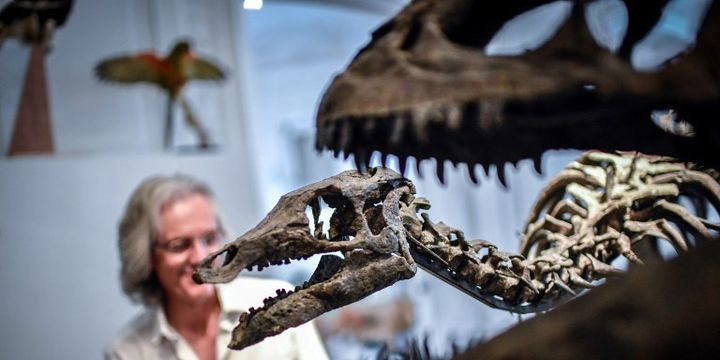 Crâne de Camptosaurus derrière les mâchoires de l'Allosaurus, deux squelettes de dinosaures qui n'ont pas trouvé preneur à la vente aux enchères d'Artcurial en novembre 2018 
 (STEPHANE DE SAKUTIN / AFP)