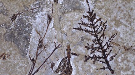 Un fossile de Montsechia vidalii, &agrave; droite sur l'image.&nbsp; (ALBERT LLEAL / MINDEN PICTURES / AFP)