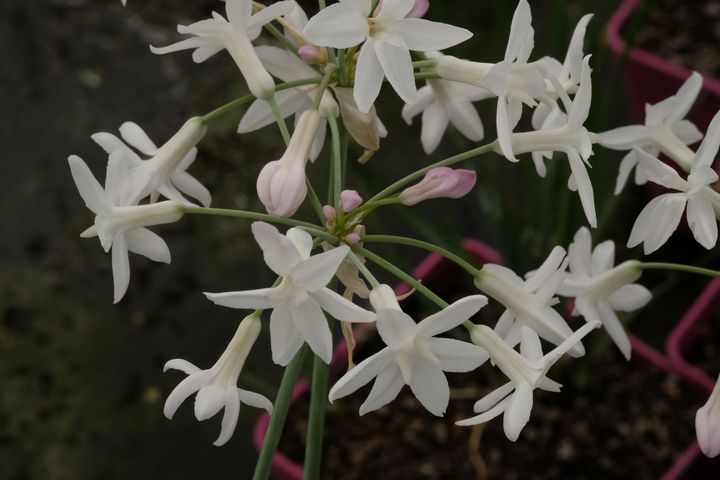 Tulbaghia 'Pearl'. (ISABELLE MORAND / RADIO FRANCE / FRANCE INFO)