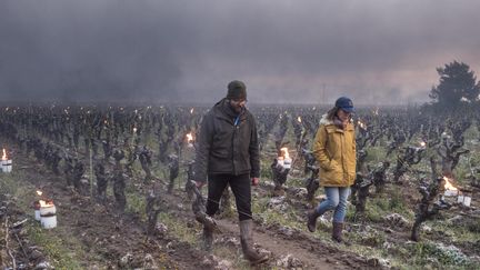 Des vignerons en train d'installer&nbsp;des bougies pour protéger leur exploitation du gel. (SEBASTIEN SALOM-GOMIS / AFP)