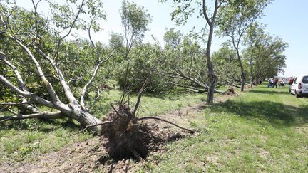 Des noyers déracinés, le 17 juin 2019 sur le domaine Vye, à Châtillon-Saint-Jean. (FABRICE ANTERION / MAXPPP)