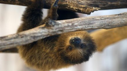 Un paresseux de l'aquarium Saint-Louis à Union Station, dans l'Etat du Missouri (Etats-Unis), le 10 février 2020. (BILL GREENBLATT / MAXPPP)