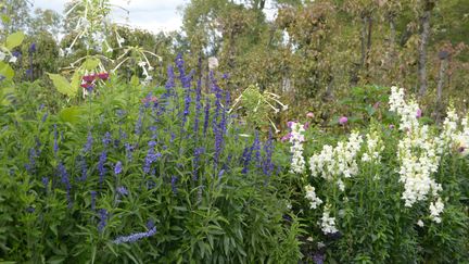 Pour avoir des plantes en forme, il faut un terreau bien adapté. (ISABELLE MORAND / RADIO FRANCE / FRANCE INFO)