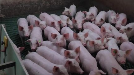 Le gouvernement a annoncé un plan d'urgence de 270 millions d'euros pour la filière porcine. Les éleveurs sont à cran, pris entre l'effondrement des cours du porc et la hausse de leurs coûts.&nbsp; (FRANCE 2)