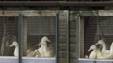 Les tests men&eacute;s sur les canards d'une ferme de Nafferton, dans le Yorkshire, ont r&eacute;v&eacute;l&eacute; la pr&eacute;sence d'une souche du virus de la grippe aviaire, le 18 novembre 2014. (OLI SCARFF / AFP)