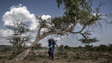 Un membre du National Youth Service&nbsp;pulvérise des pesticides dans une zone infestée par des larves de criquets pèlerins près de Lokichar, au Kenya, le 9 juin 2020.&nbsp;&nbsp; (LUIS TATO / FAO / AFP)