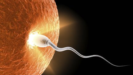 Science : grâce à l'intelligence artificielle, des chercheurs découvrent comment un spermatozoïde et un ovule se connectent