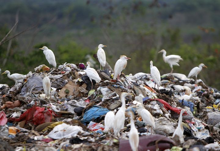 Des h&eacute;rons se nourrissent sur une montagne de d&eacute;chets, &agrave; Saint-Domingue (R&eacute;publique dominicaine), le 21 avril 2010. (ERIKA SANTELICES / AFP)