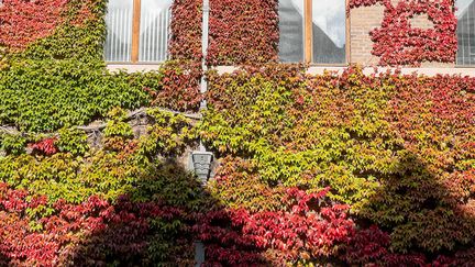 La façade de la mairie à Wavre, en Wallonie, est complètement végétalisée.&nbsp; (ISABELLE MORAND / DIDIER HIRSCH / RADIO FRANCE /FRANCE INFO)