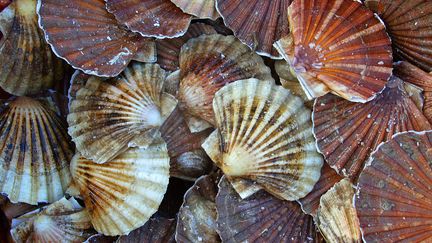 Photo d'illustration de&nbsp;coquilles Saint-Jacques. (MARCEL MOCHET / AFP)