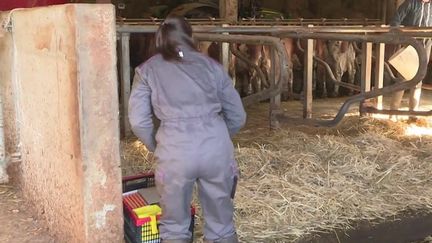 Les vétérinaires, très demandés dans les campagnes, sont moins de 4 000 à exercer en zone rurale. En cause, des conditions plus difficiles et une activité moins rentable qu'en cabinet de ville.&nbsp;&nbsp; (FRANCE 3)