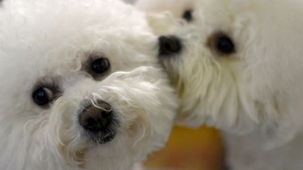 Deux bichons à l'occasion du&nbsp;Westminster Kennel Club Dog Show, le 13 février 2016, à New York&nbsp;(photo d'illustration). (AFP)