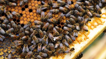 Les néonicotonoïdes menacent les insecte et particulièrement les abeilles. (FRANCIS CAMPAGNONI / MAXPPP)