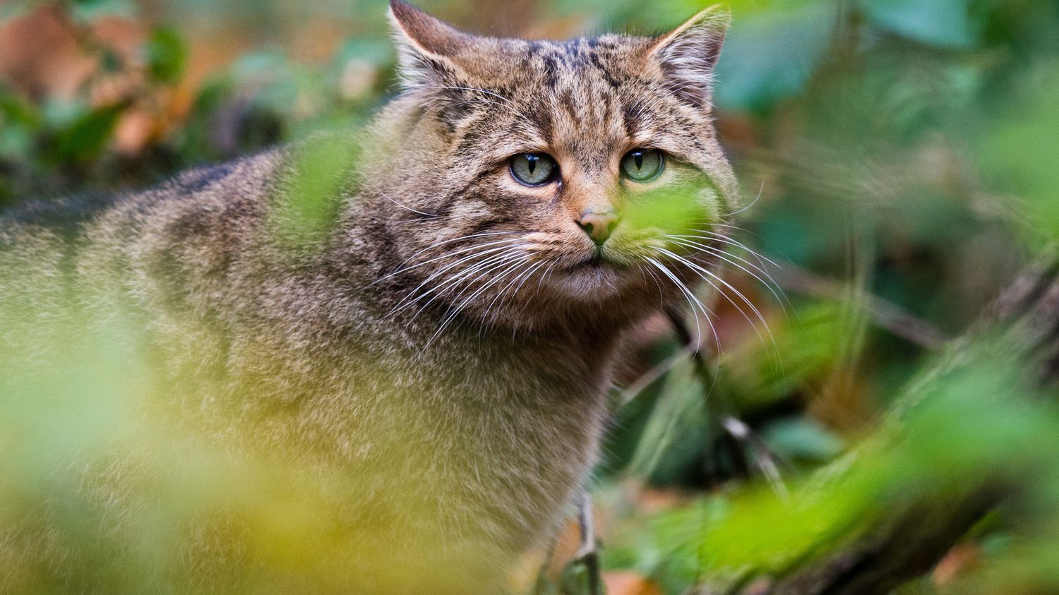 Australie Une Immense Cloture Contre Les Chats Sauvages Dressee Pour Proteger Des Especes Menacees