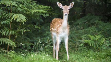 L'association PAZ, a lancé une pétition demandant la déprogrammation du long-métrage "Bambi", du Festival du film de Montreuil, prévu en diffusion en avant-première ce dimanche 29 septembre 2024. (JAMES WARWICK / THE IMAGE BANK RF / GETTY IMAGES)