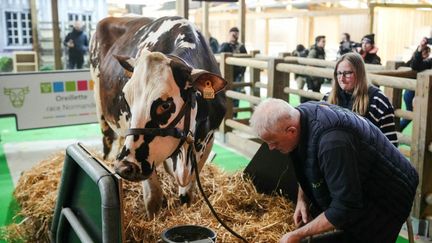 La vache Oreillette, égérie du 60e Salon de l'agriculture, et son éleveur François Foucault, se préparent, le 23 février 2024, veille de l'ouverture, à Paris. (DIMITAR DILKOFF / AFP)