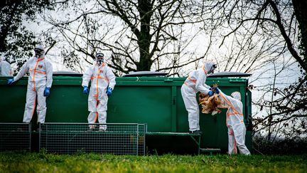 Abattage dans un&nbsp;élevage de poulets contaminé par la grippe aviaire à Mant, dans les Landes, le 27 décembre 2021. (THIBAULT TOULEMONDE / MAXPPP)