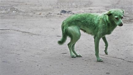 En G&eacute;orgie, &agrave;&nbsp;Tskhinvali, un chien a &eacute;t&eacute; peint en vert par des inconnus. C'&eacute;tait en ao&ucirc;t 2009. (DMITRY KOSTYUKOV / AFP)