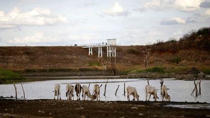 A Fortaleza, sa capitale, le réservoir Castanhao est en baisse, fonctionnant à 5% de sa capacité. La ville bénéficiera de l'eau du projet de Sao Francisco mais celle-ci ne pourra pas arriver avant la fin de l'année. L'entrepreneur Mendes junior a dû abandonner les travaux après avoir été impliqué dans un important scandale de corruption. «L'eau de rio Sao Francisco est vitale», a déclaré le gouverneur Camilo Ceará Santana à Reuters car le réservoir sera en mesure d’approvisionner l’Etat seulement jusqu’au mois d’août. Passé ce délai, les habitants devront utiliser les puits d'urgence et réduire leur consommation de 20%. (Ueslei Marcelino / Reuters)