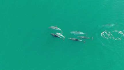 Mercredi 15 juin, le 19/20 se rend dans la baie du Mont-Saint-Michel (Manche). Celle-ci abrite la plus grande colonie de grands dauphins d'Europe, avec 450 mammifères.&nbsp;&nbsp; (FRANCE 3)