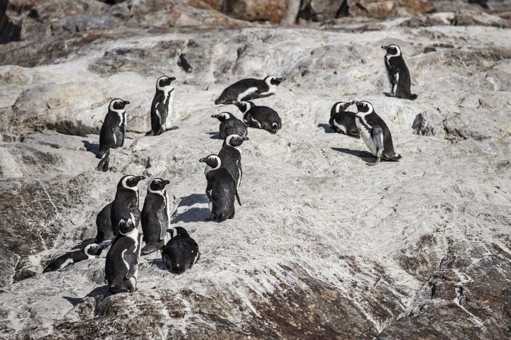 Quelques membres de la colonie de manchots d'Algoa Bay, estimée à 20&nbsp;000 individus. (MARCO LONGARI / AFP)