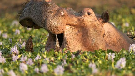 L'hippopotame est l'un des rares animaux à se montrer friand de jacinthes d'eau qu'il peut ingurgiter en grandes quantités. Pas suffisant cependant pour mettre fin à l'invasion de cette plante redoutablement nuisible. (David FETTES / Cultura Creative)