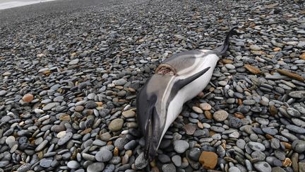 Un dauphin échoué sur la plage de Plovan (Finistère), le 30 janvier 2020. (FRED TANNEAU / AFP)