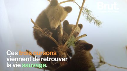 Les membres de l'association Four Paws ont recueilli trois oursons privés de leur mère. Un an plus tard, ils ont pu être réintroduits dans leurs montagnes natales. &nbsp; (BRUT)