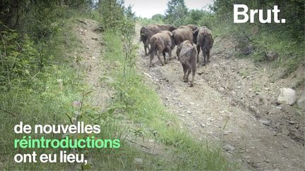 VIDEO. Comment les bisons d'Europe ont-ils été sauvés de l'extinction ?&nbsp; (BRUT)