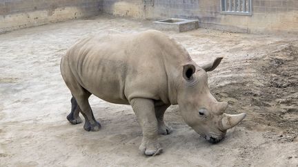 Après une insémination artificielle en mai 2018, un&nbsp;rhinocéros femelle blanc, baptisé Victoria, a donné naissance à un petit mâle au zoo californien de San Diego (photo d'archive). (TAMMY SPRATT / SAN DIEGO ZOO SAFARI PARK)