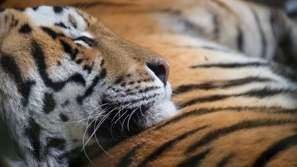 Un tigre du zoo de Mulhouse (Haut-Rhin), le 13 novembre 2014. (SEBASTIEN BOZON / AFP)