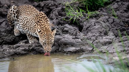 Un léopard dans une réserve en Afrique du Sud (MINT IMAGES / MINT IMAGES)