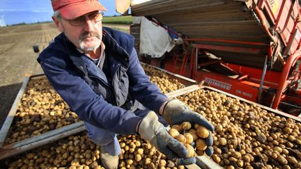 Un agronome pr&eacute;sente des pommes de terre du groupe BASF&nbsp;g&eacute;n&eacute;tiquement modifi&eacute;es mais qui ne sont pas destin&eacute;es &agrave; la consommation pr&egrave;s de Zepkow (Allemagne), le 29 septembre 2010.&nbsp; (JENS B&Uuml;TTNER / DPA / MAXPPP)