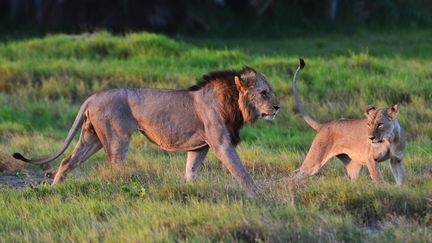 Des lions sauvages dans le parc national Amboseli, au Kenya, le 13 mars 2013. (CARL DE SOUZA / AFP)