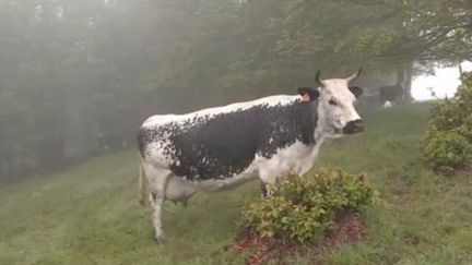 Vosges: des éleveurs perpétuent la transhumance