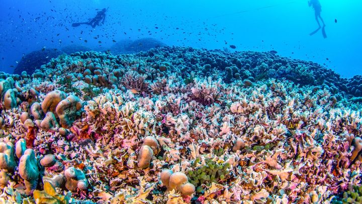 Cette photo prise par National Geographic Pristine Seas le 24 octobre 2024 et publiée le 14 novembre montre des plongeurs nageant au-dessus du plus grand corail du monde situé près des îles Salomon du Pacifique. (MANU SAN FELIX / NATIONAL GEOGRAPHIC PRISTINE SEA)