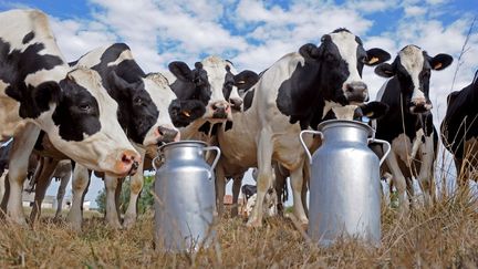 Les éleveurs préparent leurs bêtes pour le Salon de l'agriculture