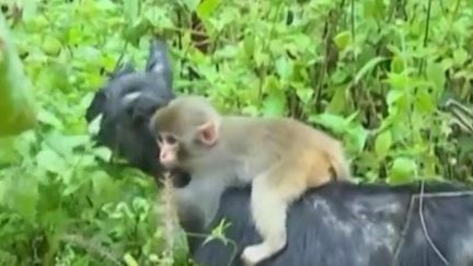 Chine : un petit singe trouve refuge sur le dos d'une chèvre, ils deviennent inséparables