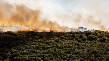 Un incendie de forêt dans l'Hérault, le 26 juillet 2022. (BENJAMIN POLGE / HANS LUCAS)