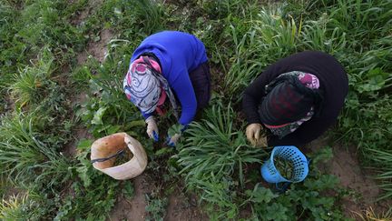 Des femmes cueillent des pois dans le nord-ouest de la Tunisie en décembre 2018. (FETHI BELAID / AFP)