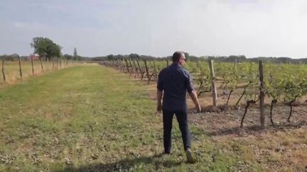 Intempéries&nbsp;: les vignes des Landes et du Gers ont été durement touchées par la grêle&nbsp; (France 2)