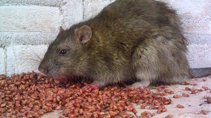 Après Paris, Grenoble se lance aussi dans la lutte contre les rats. (CHRISTIAN WATIER / MAXPPP)