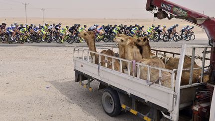 Des dromadaires regardent passer le peloton de cyclistes lors de la quatri&egrave;me &eacute;tape du tour du Qatar, le 11 f&eacute;vrier 2015. (LIONEL BONAVENTURE / AFP)