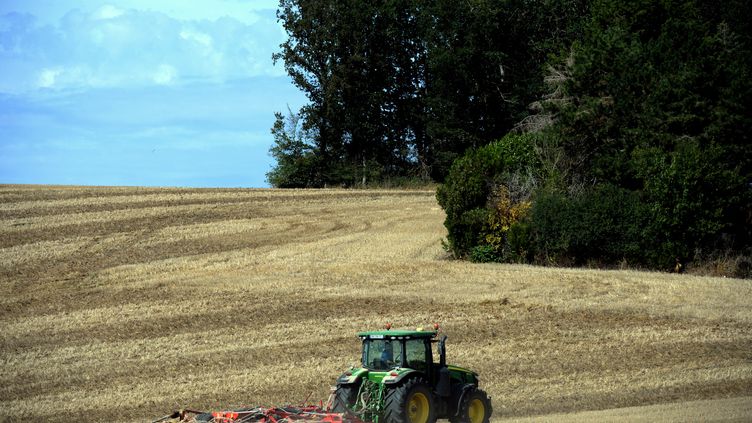 Un champ de blé à Chaâ (JEAN-FRANCOIS MONIER / AFP)