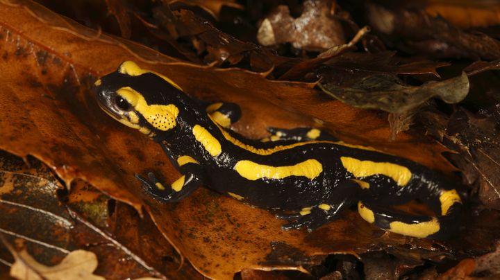 Une salamandre, dans le massif des Alb&egrave;res, dans les Pyr&eacute;n&eacute;es. (CYRIL RUOSO / BIOSPHOTO / AFP)