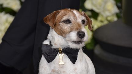 Uggie pose lors des Oscars, le 26 f&eacute;vrier 2012 &agrave; Hollywood (Etats-Unis). (JOE KLAMAR / AFP)