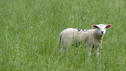  (Illustration : Rubis, mouton génétiquement modifié, s'est retrouvé dans la chaîne alimentaire © MAXPPP)