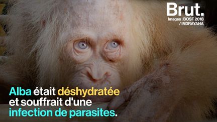 Avant d'être pris en main par une association, le singe au poil blanc et aux yeux bleus était très affaibli.