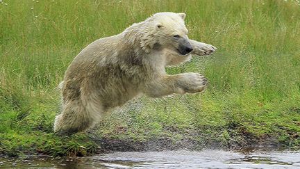 Tous les ours polaires ne sont pas d&eacute;pressifs comme feu Knut. La preuve avec ce superbe plongeon r&eacute;alis&eacute; dand un parc en Ecosse par un ours sacr&eacute;ment joueur... (ROY MCPEAK / SOLENT / SIPA)